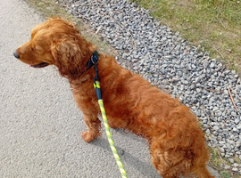 Red Cocker Spaniel