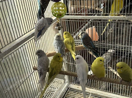 BEAUTIFUL BUDGIES FOR SALE