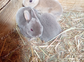 Mini Rex babies