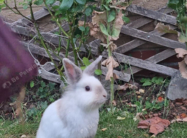 Beautiful female lionhead