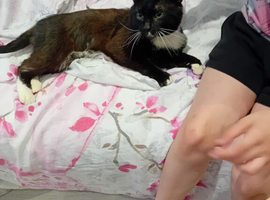 My missing cat