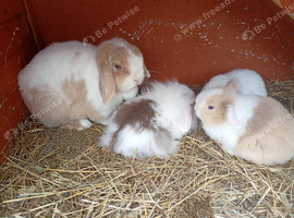 Mini lop female adult