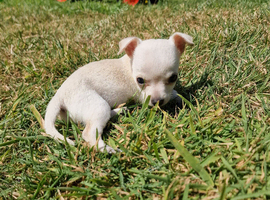 8 week female puppy