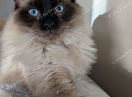 For rehoming
