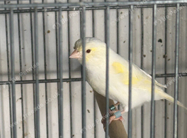 Yellow mosaic canary