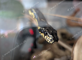 Russian rat snake juvenile