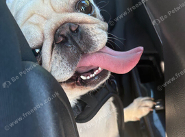 Pedigree pug