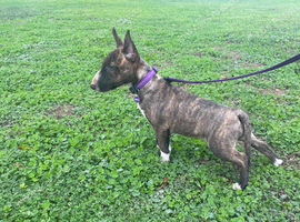 Kc reg female miniature