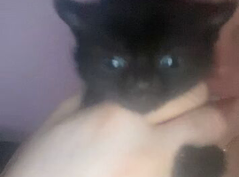 Black kitten