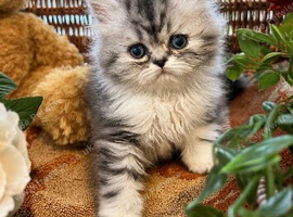 Beautiful fluffy Persian kittens
