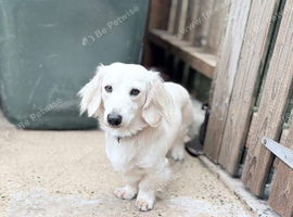 Cream long haired dachshund stud