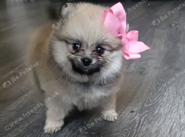 Pomeranian boy and girls