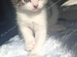 Gorgeous long haired fluffy kittens maincoon cross norwiegen forest