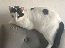 Female cats