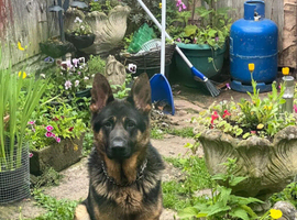 German Shepherd for Sale &ndash; KC Registered Proven Stud (Full Pedigree)