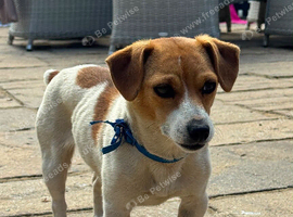Miniature Female Jack Russell (2.5 years old )