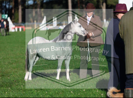 Sweet natured 3 year old Welsh section A filly