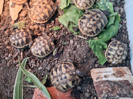 Hermann Tortoises
