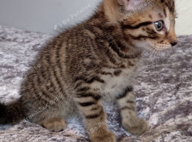 2 Gorgeous kittens, tabby/ bengal