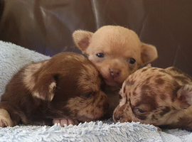 Stunning chihuahuas