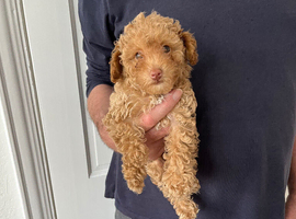 Tiny Toy Poodle