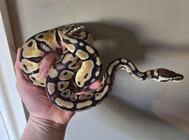 Pastel Trojan Het Clown Royal Python