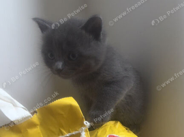 Kitten