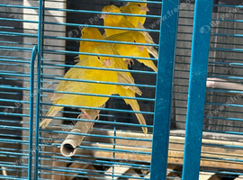 I have 20 sattinett canary&rsquo;s for sale cocks and hens last years birds