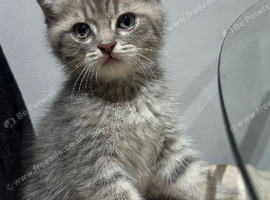 British Shorthair x Persian Kittens