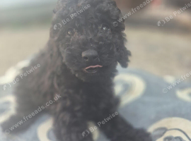 Cockapoo puppy