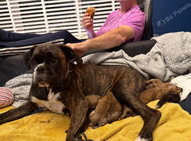 Chunky boxer puppies for sale
