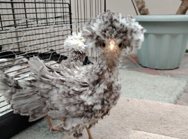 2 Polish chicks for rehoming