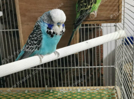 Pair of budgies