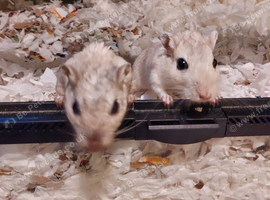Bonded Pair Of Male Gerbils & Cage