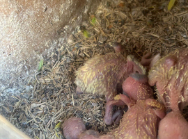 Lovebirds For handfeeding