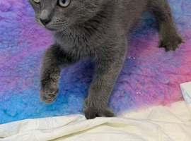 Lovely kittens one female one male