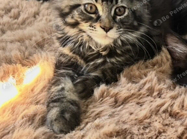 Beautiful Mainecoon kitten( Active)