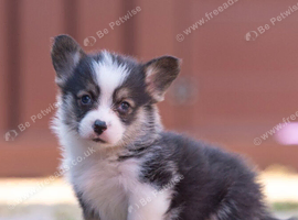 Show quality Pembrokeshire corgi
