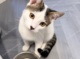 Male kitten