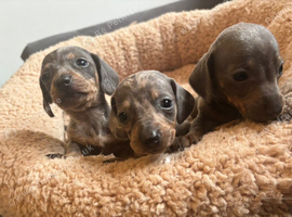 Dachshund puppies