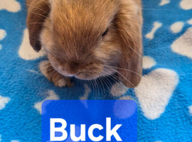 Mini lops