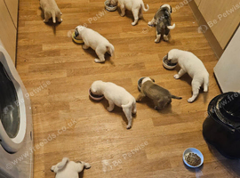 Akita cross puppies for sale