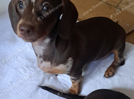 2 x Adorable Miniature Dachshund Pups left !
