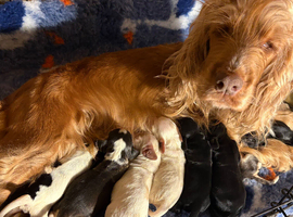 Beautiful Show Type Cocker Spaniels - 2 girls left