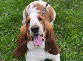 Proven Red & White Basset Hound Stud