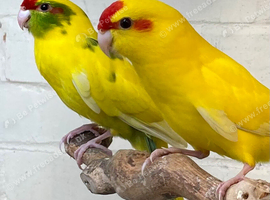 Beautiful young pair of kakarikis