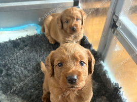 Outstanding miniature Labeadoodles both parents fully health tested licensed breeder