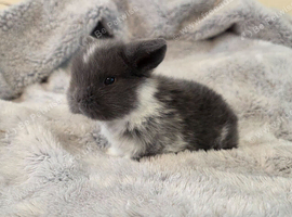 Mini lop bunnies