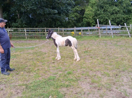 Piebald cob filly foal
