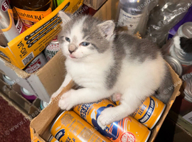 2 beautiful (Norwegian forest cat mix) kittens